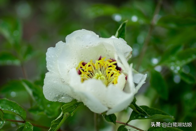 清明小长假带妻儿回村陪父母，收获到比旅游更有意义的三代人快乐(图1)
