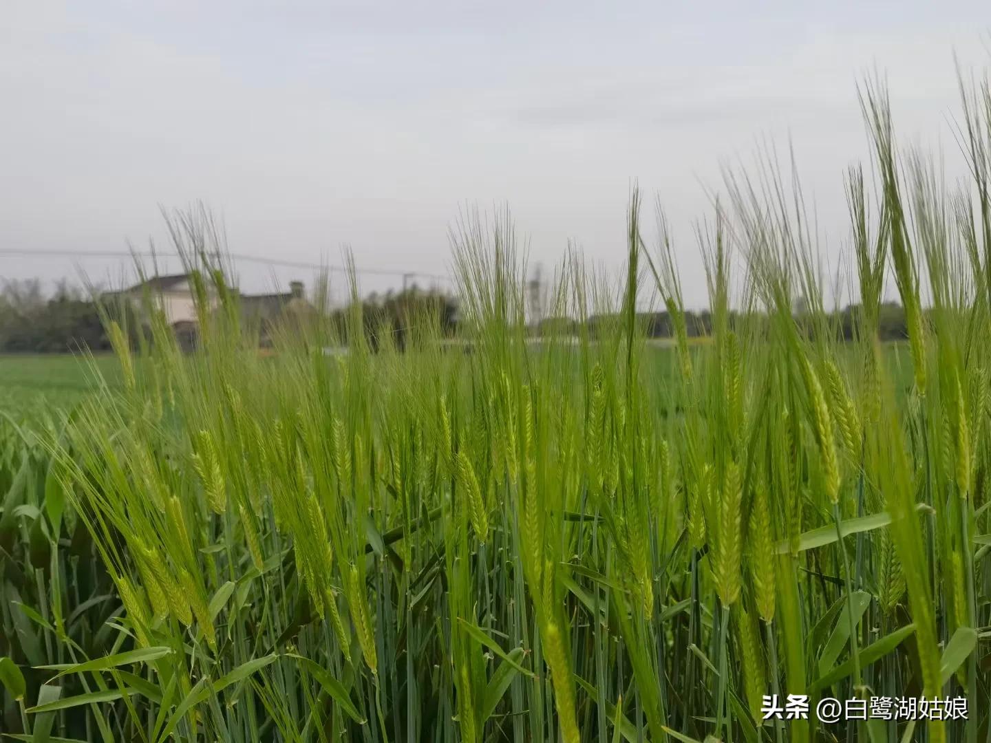 清明小长假带妻儿回村陪父母，收获到比旅游更有意义的三代人快乐(图3)